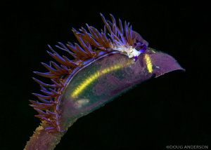 Pteraeolidia ianthina, feeding on tunicate. Kurnell, Bota... by Doug Anderson 